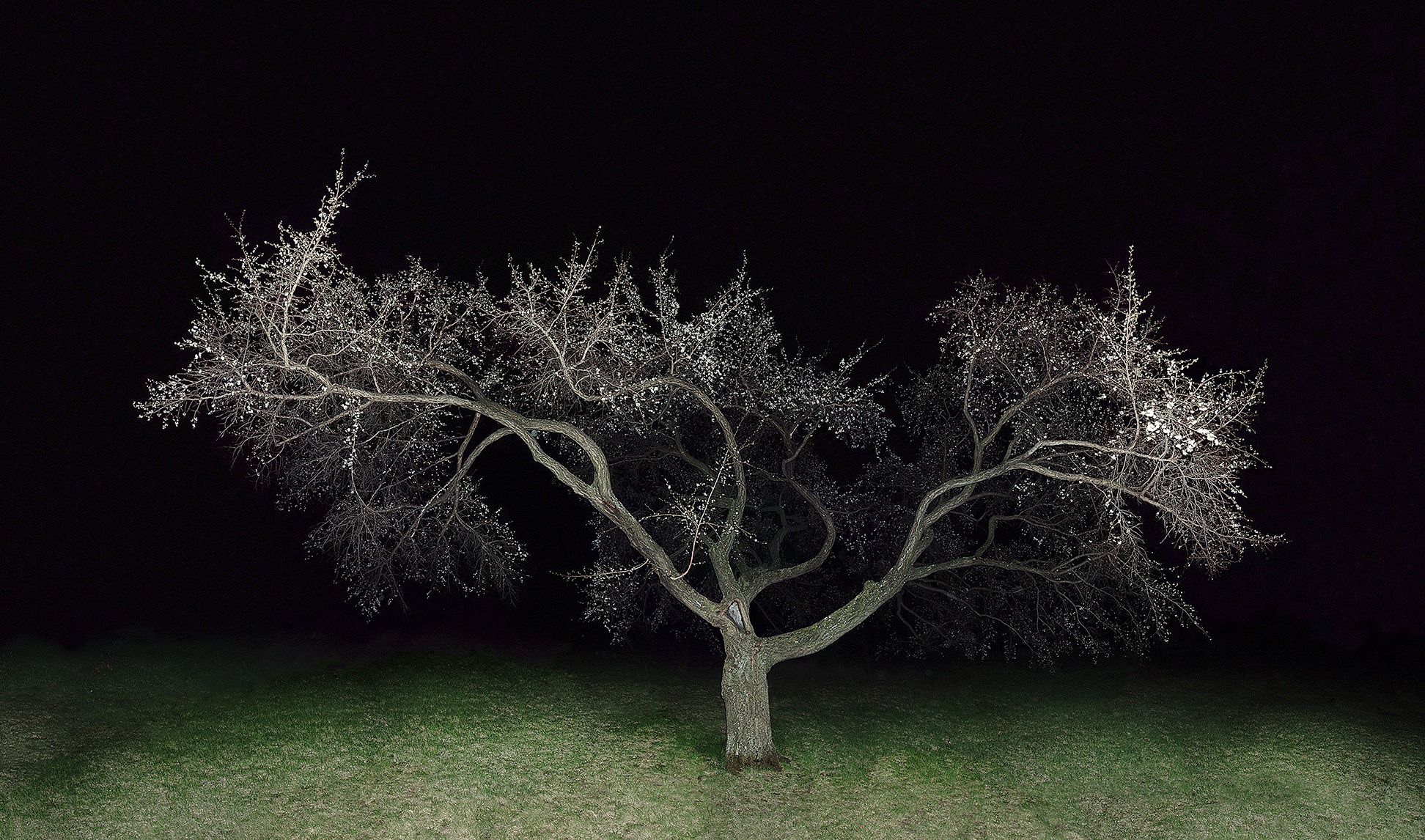 <em>Des arbres dans la nuit – Abricotier de Sibérie</em>, 2006 © Jocelyn Philibert